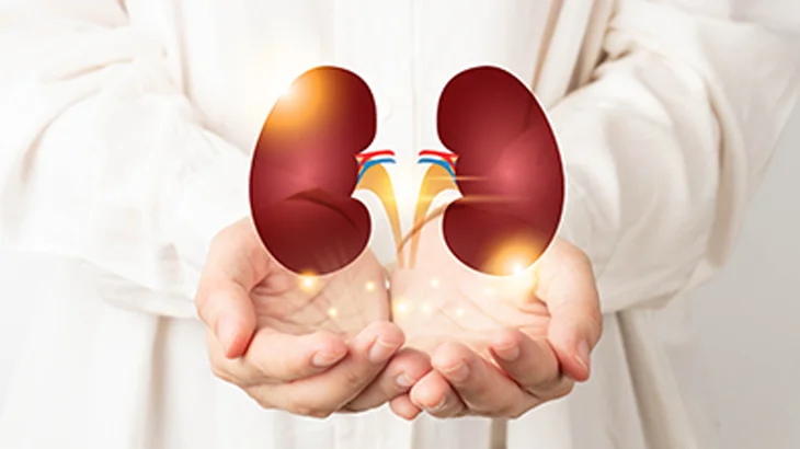 Mãos de médico segurando desenho 3D de rins